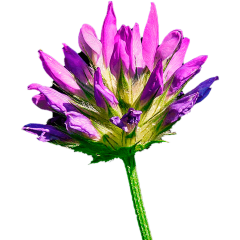 Bakuchiol / Бакучиол (Бакучиоил)